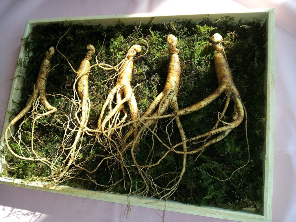 types of ginseng